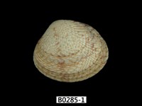 藏品(歧紋簾蛤)的圖片